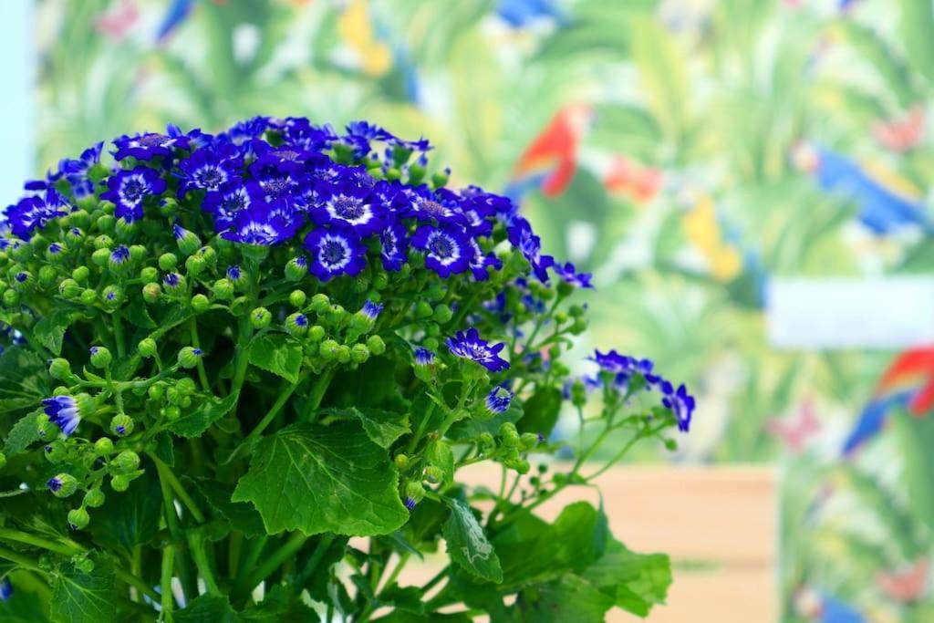 Apartamento Bonito Cordoue Extérieur photo